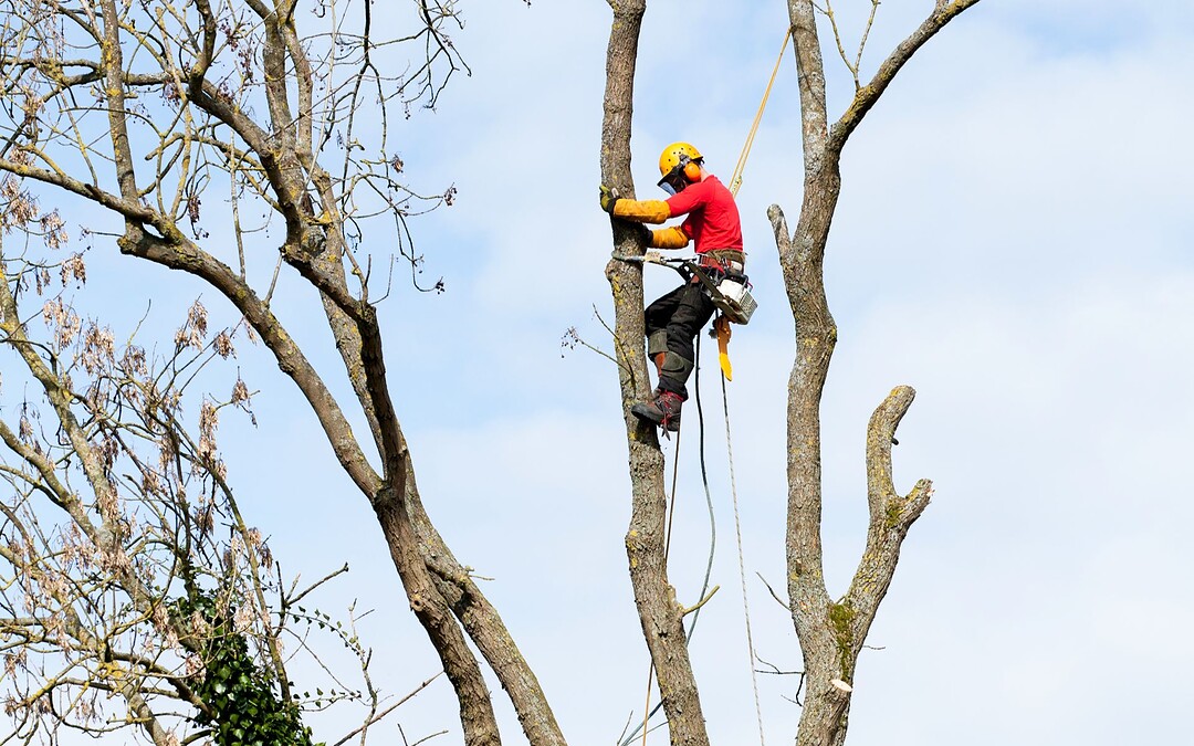 Digital Marketing for Tree Service Companies: How to Stay Booked Year-Round
