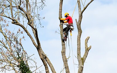 Digital Marketing for Tree Service Companies: How to Stay Booked Year-Round