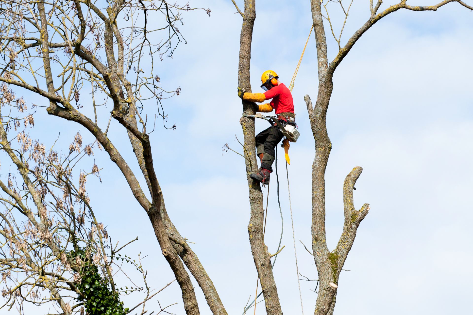 Digital Marketing for Tree Service Companies: How to Stay Booked Year-Round