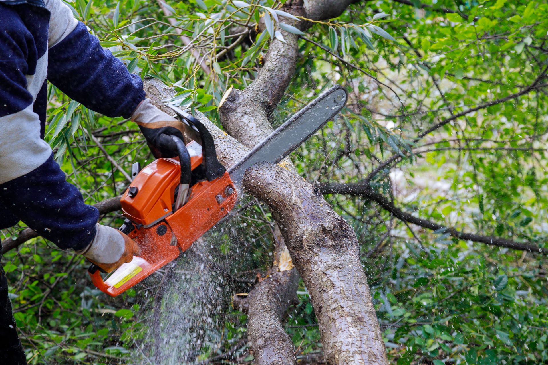 closeup  of man cutting a branch with chainsaw